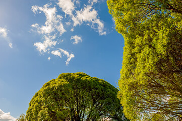 The crown of a tree with green spring foliage against the background of a blue sky with a cloud.