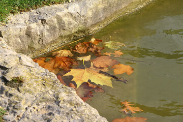 Bunte Platanenblätter auf der Wasseroberfläche eines Teiches
