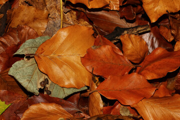 Braune Buchenblätter im Herbst  am Boden