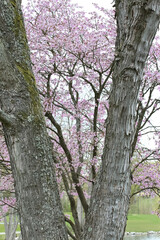Rosa Kirschblüten im Frühling