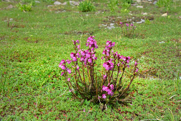 Lousewort, wood betony (Pedicularis nordmanniana) on the alpine pastures of the Caucasus?? 2000...