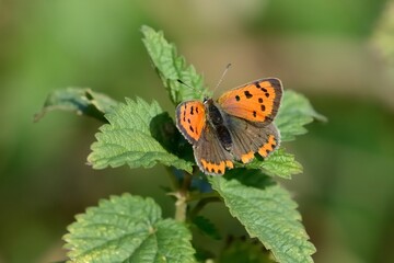 Schmetterlinge: Kleiner Feuerfalter (Lycaena phlaeas), Small copper.