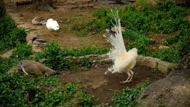 White peacock shows his feathers to female. peacock mating ritual.