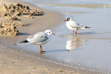 Close-up, beautiful two seagulls on the sea shore.