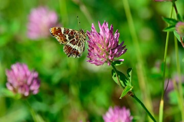 Schmetterlinge: Landkärtchen (Araschnia levana), Map.