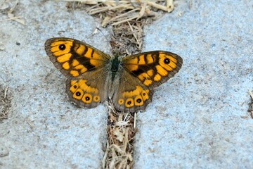 Schmetterlinge: Mauerfuchs (Lasiommata megera), Wall.