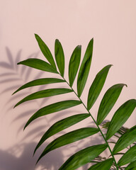 Fototapeta na wymiar palm leaf with shadow on a pink background