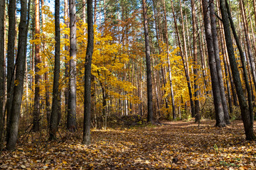 autumn forest in the morning