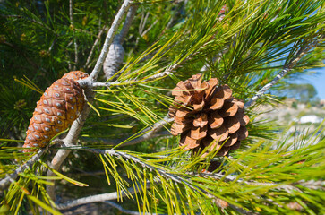 Cones of Pinus halepensis, Aleppo pine