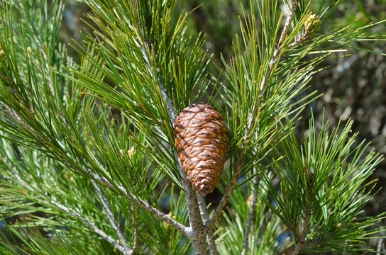 Cones of Pinus halepensis, Aleppo pine