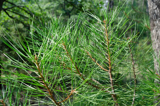 Pinus Halepensis, Aleppo Pine Needles 