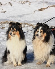 group of dogs