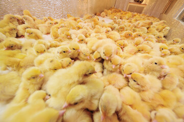 Hatching of chickens and quail in an incubator on a poultry farm.