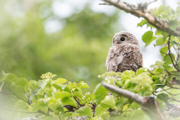 北海道の6月、エゾフクロウのヒナ。
