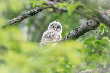 北海道の6月、エゾフクロウのヒナ。
