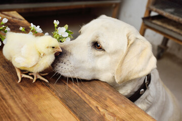 dog labrador retriever looks with interest and sniffs a chicken chick on a wooden table against the...