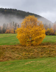 Beautiful orange-colored leaves on a birch tree in late autumn