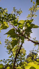 Fototapeta na wymiar green leaves against blue sky