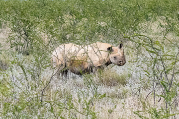 A black rhinoceros, Diceros bicornis, in the bush in Namibia, wild animal
