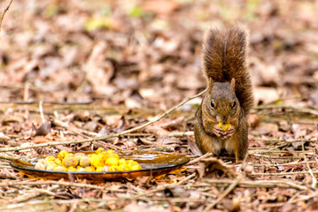 Red squirrel eating yellow fruit in Brazil.