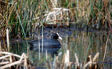 A ccot swimming and preening on the lake