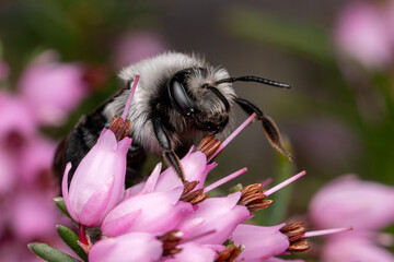 Donausandbiene (Andrena danuvia) ♀ auf Heidekraut (Erica)