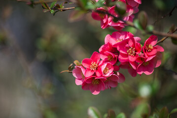 closeup of pink japanese quince tree  of Chaenomeles in public garden