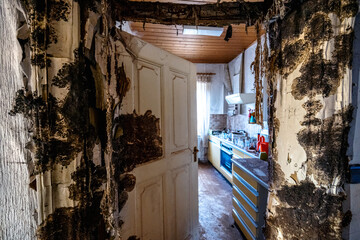 Eine Haus wird nahezu aufgefressen vom Schwarzen Schimmel