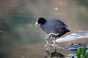A ccot swimming and preening on the lake
