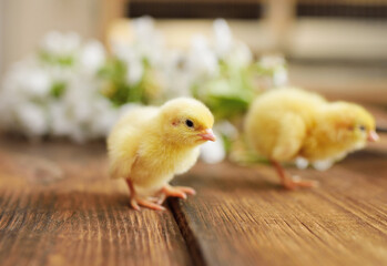 Two little cute chickens on a wooden background against a flowering branch.