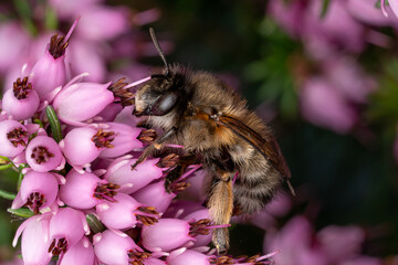 Frühlings-Pelzbiene  Gemeine Pelzbiene (Antophora plumipes) ♀ auf Heidekraut (Erica)