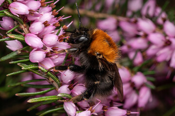 Königin einer Baumhummel (Bombus hypnorum) auf Heidekraut (Erica sp.)