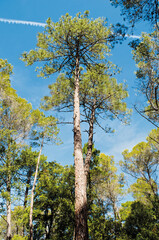 Pinus pinaster, maritime pine, forest