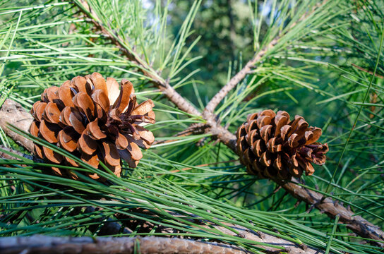 Cones of Pinus pinaster, maritime pine