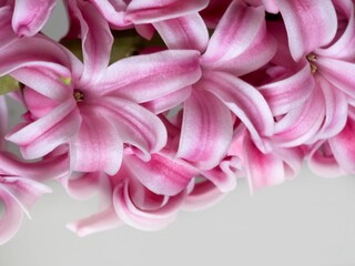 Pink hyacinth flower (inflorescence), detail, white background