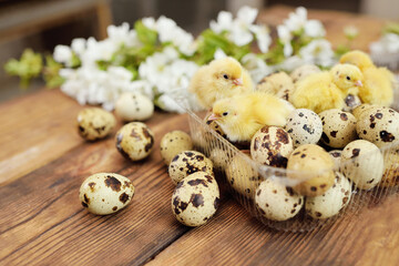 close-up of small yellow chickens or quail Chicks in plastic packaging with quail eggs against a background of white spring blooms.