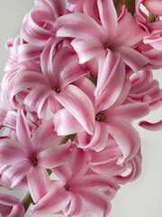 Pink hyacinth flower (inflorescence), detail, white background