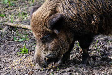 Wild zwijn || Wild boar
