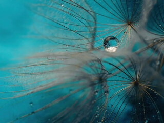 Abstract dandelion flower background. Seed macro closeup. Soft focus . Spring nature