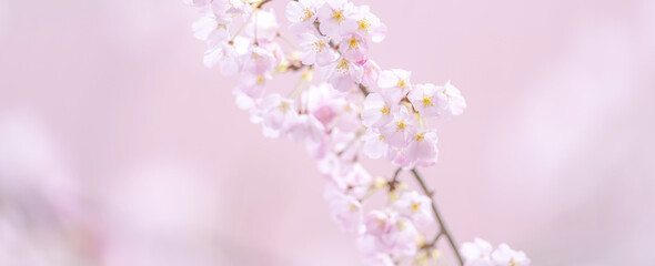 Fototapeta premium さくら