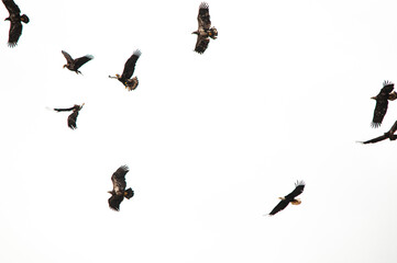 Fototapeta na wymiar flock of eagles