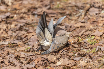 Mourning Dove, preening, running feathers through bill