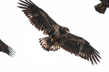 eagle in flight