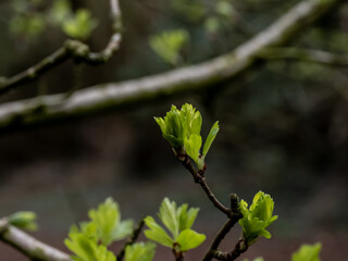 leaves in spring
