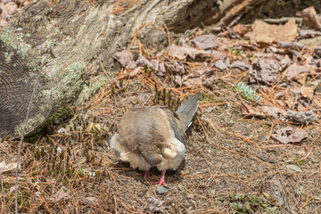Mourning Dove, preening breast feathers