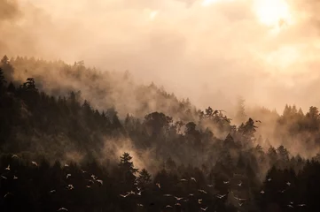 Fond de hotte en verre imprimé Brun brouillard dans les montagnes