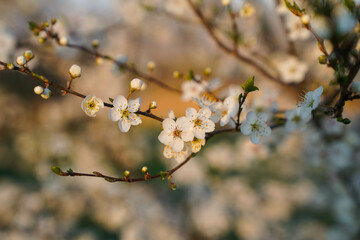 close up of an apple tree branch with wihte blossoms in german spring at sunset