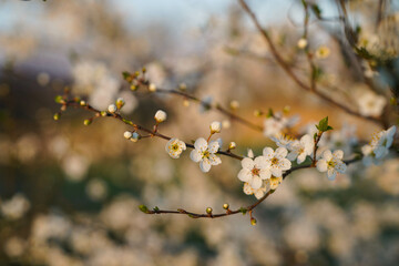 close up of an apple tree branch with wihte blossoms in german spring at sunset