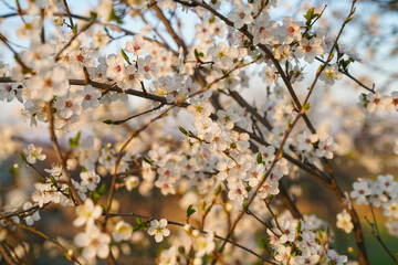 white apple blossoms in german spring at sunset