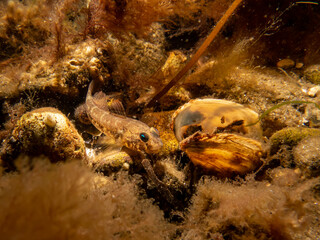 A close-up picture of a Goby fish and a blue mussel, Mytilus edulis, in cold Northern European waters